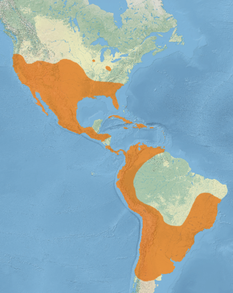 File:Tadarida brasiliensis map.png