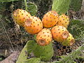 The fruits of Opuntia ficus-indica