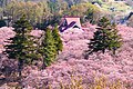 Vue d'ensemble du parc des vestiges du château de Takatō.