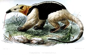 Tamandua: Gen de mamifere