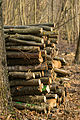 * Nomination A pile of wood in a forest --0x010C 21:17, 20 March 2015 (UTC) * Promotion Good quality. --Hubertl 21:25, 20 March 2015 (UTC)