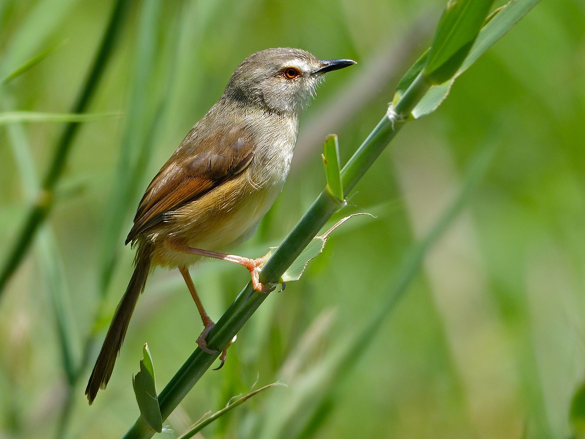 Tawny-flanked Prinia - eBird