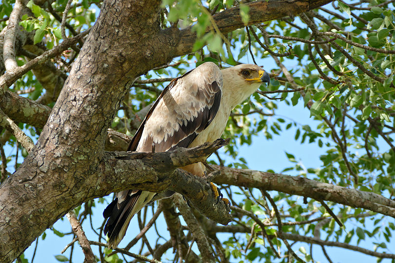 File:Tawny Eagle (Aquila rapax) juvenile (16714444572).jpg