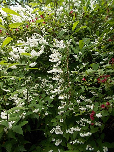 File:Teleki-Wattay Mansion, Baroque garden, white, 2017 Pomáz.jpg