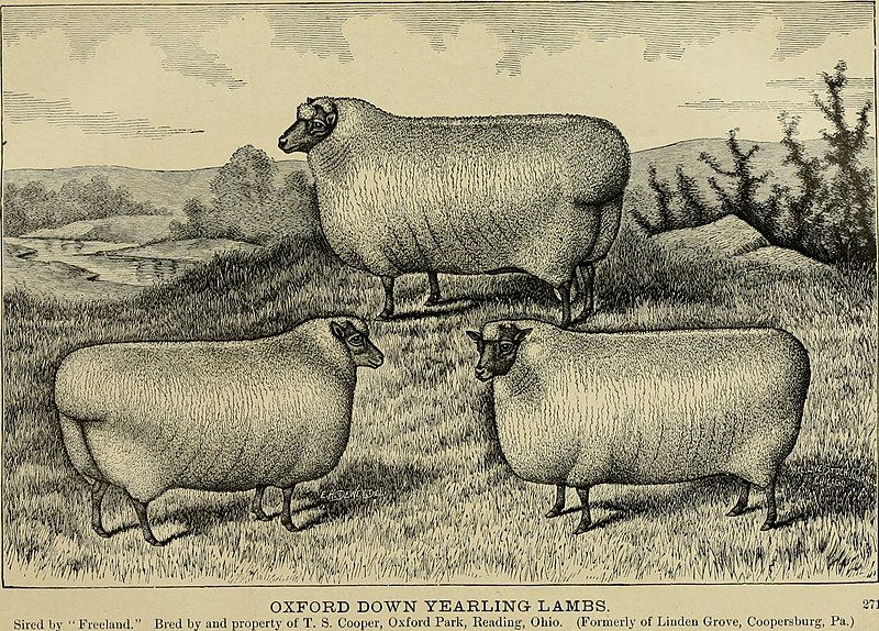 File:The American farmer. A complete agricultural library, with useful facts for the household, devoted to farming in all its departments and details (1882) (14780970791).jpg