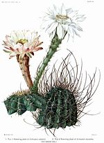 Miniatura para Echinopsis leucantha