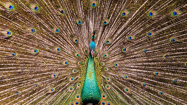 A peacock spreading his tail, displaying his plumage