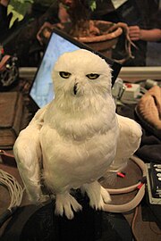 The Making of Harry Potter 29-05-2012 (Hedwig).jpg