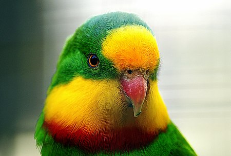 The Superb Parrot (9103685523).jpg