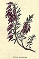 The botanic garden (Plate 6) - Erica herbacea.jpg