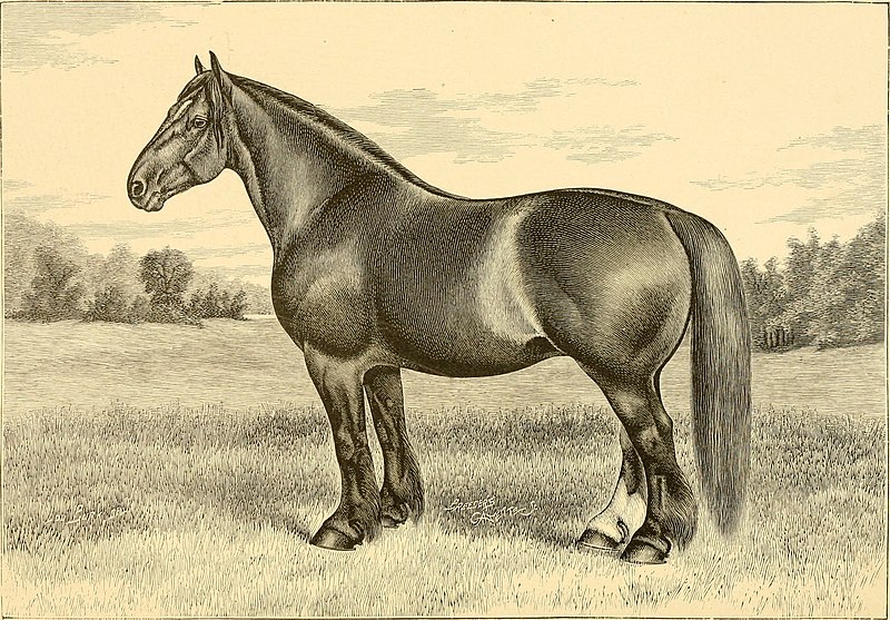 File:The breeds of live stock, and the principles of heredity (1887) (14758162916).jpg