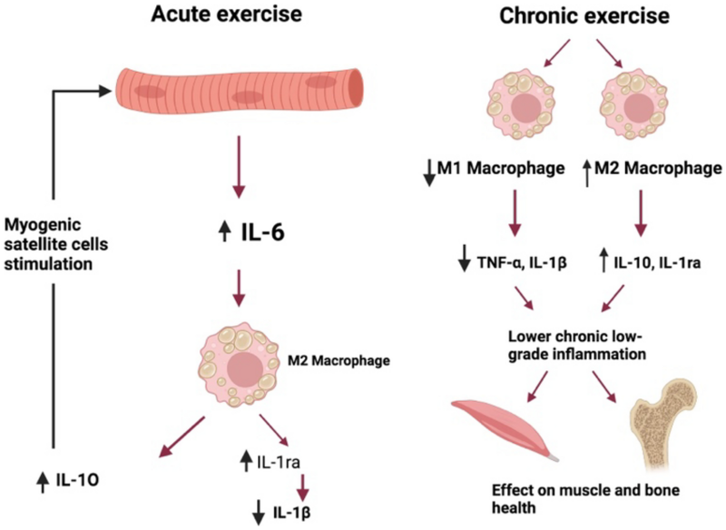 File:The effects of exercise on pro-inflammatory cytokines.png