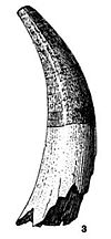 A tooth referred to Thecachampsa sericodon by William Bullock Clark in 1901 Thecachampsa sericodon tooth Clark.jpg