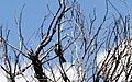 Thick-billed kingbird - Flickr - GregTheBusker (5).jpg