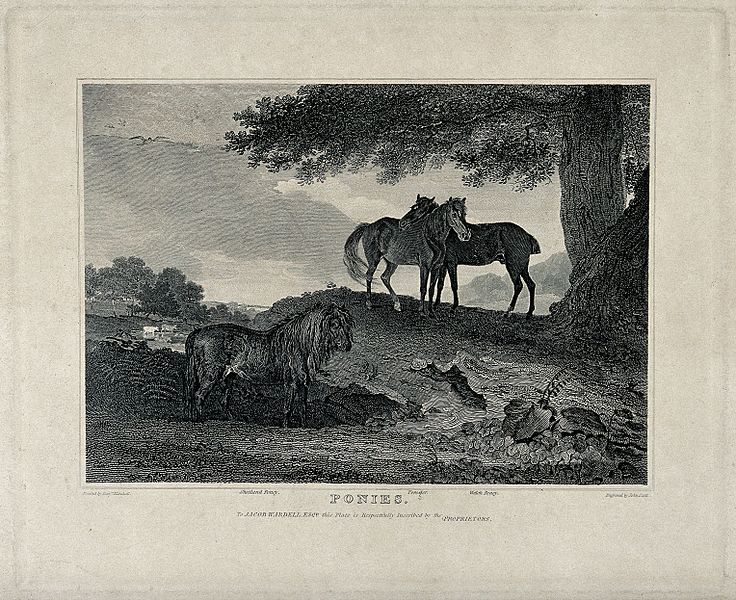 File:Three ponies standing in a field under an oak tree. Etching Wellcome V0021751.jpg