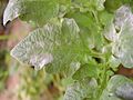 Tomatenblatt mit Mehltau / tomato leaf with Oidium
