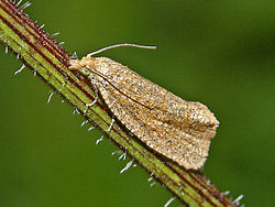 Tortricidae - Celypha rufana.JPG 