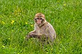 * Nomination Macaca sylvanus at Trentham Monkey Forest, Staffordshire --Mike Peel 16:49, 5 October 2022 (UTC) * Promotion  Support Good quality. --Sebring12Hrs 08:07, 6 October 2022 (UTC)