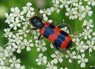 <i>Trichodes apiarius</i> Species of beetle