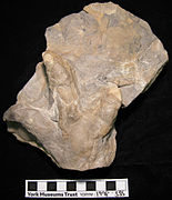 Inverted trace fossil of an unidentified tridactyl ornithopod