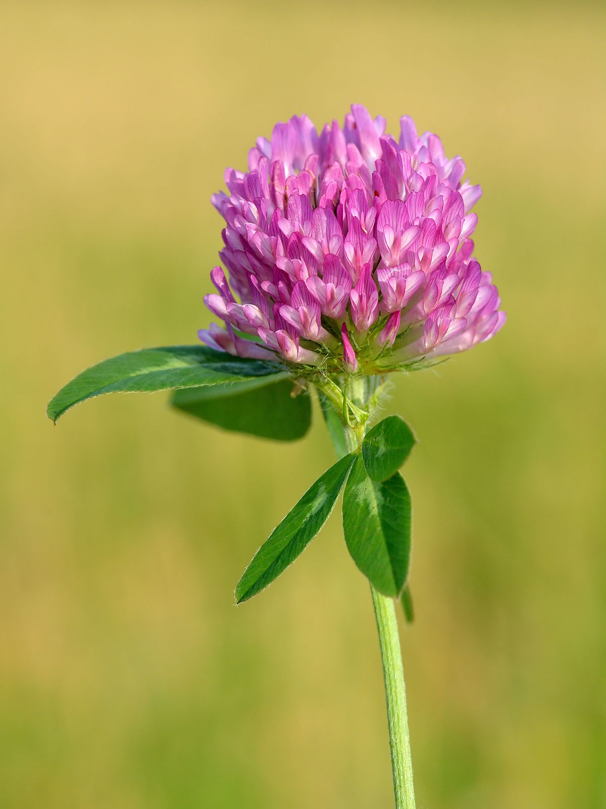 red leaf clover plant