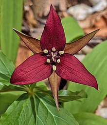 Trillium erectum.jpeg