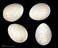 * Nomination eggs of Eurasian wren - Oeufs de Troglodyte mignon --Ercé 07:09, 22 March 2023 (UTC) * Promotion  Support Good quality. --Poco a poco 08:14, 22 March 2023 (UTC)