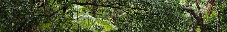 File:Tropical rainforest banner.jpg