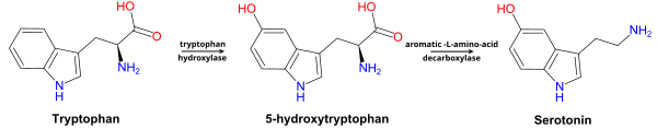 Vía metabólica del triptófano a la serotonina.