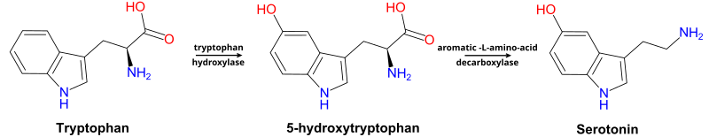 File:Trp-5ht-pathway.svg