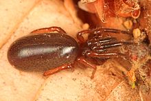 Tabung-web Spider - Ariadna bicolor, Pickering Creek Audubon Center, Easton, Maryland.jpg