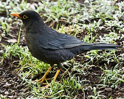 Turdus simillimus Coonoor 4.jpg