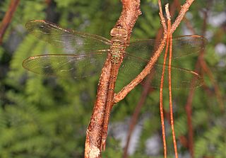 <i>Gynacantha nervosa</i> Species of dragonfly