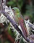 Miniatura per Colibrí de cua metàl·lica maragda