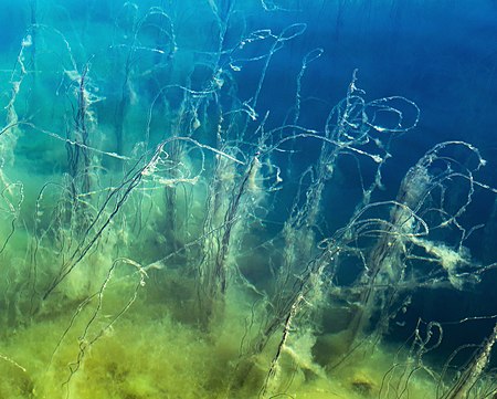 ไฟล์:Underwater slope in Gullmarn fjord 2.jpg