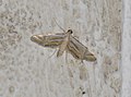 Unidentified moth from Balamthode, Kasaragod, Kerala