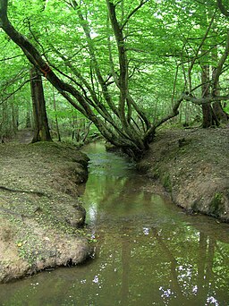 Unnamed Stream, Blean Woods Nature Reserve - geograph.org.uk - 534461