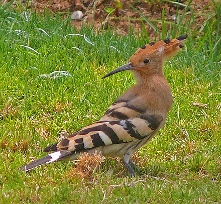 Eurasian Hoopoe Wikiwand