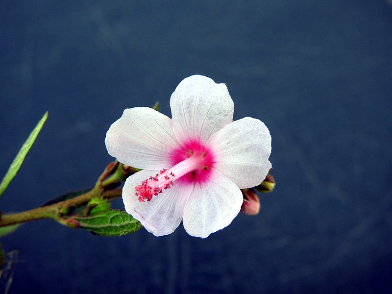 File:Urena lobata (Family Malvaceae).jpg