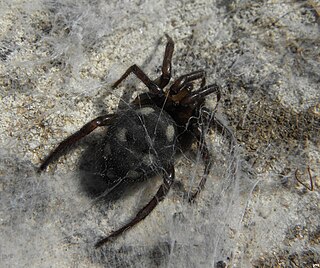 <i>Uroctea</i> Genus of spiders