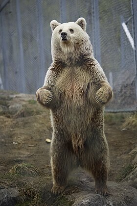 Urso-pardo (Ursus arctos) na Noruega