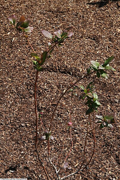 File:Vaccinium corymbosum 9zz.jpg