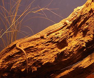 Pygmy mulga monitor Species of lizard
