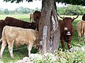 Vaches allaitantes de race salers et veaux à la robe claire
