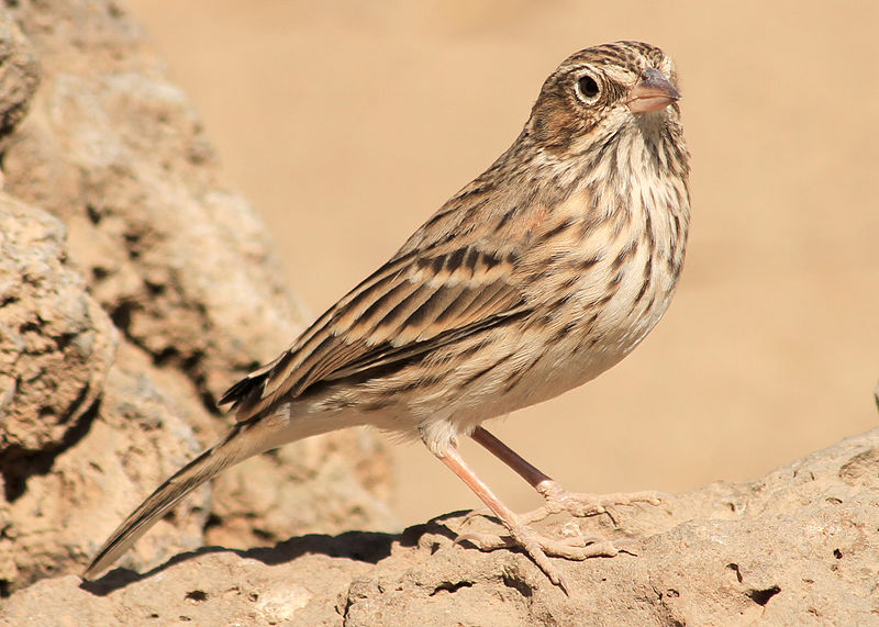 File:Vesper sparrow wray (8271884321).jpg