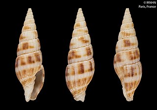 <i>Vexillum pantherinum</i> Species of gastropod