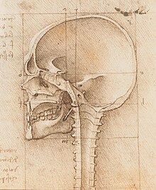 crâne — Wiktionnaire, le dictionnaire libre