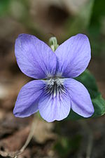 Thumbnail for Viola riviniana