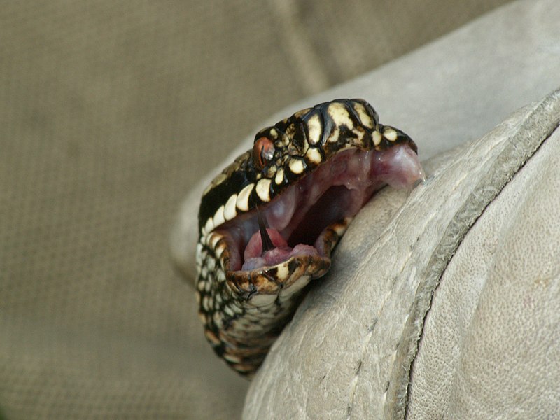 File:ViperaBerusFang.JPG
Description	
English: Vipera berus male, one fang with a small venom stain in leather glove, Veluwe, the Netherlands