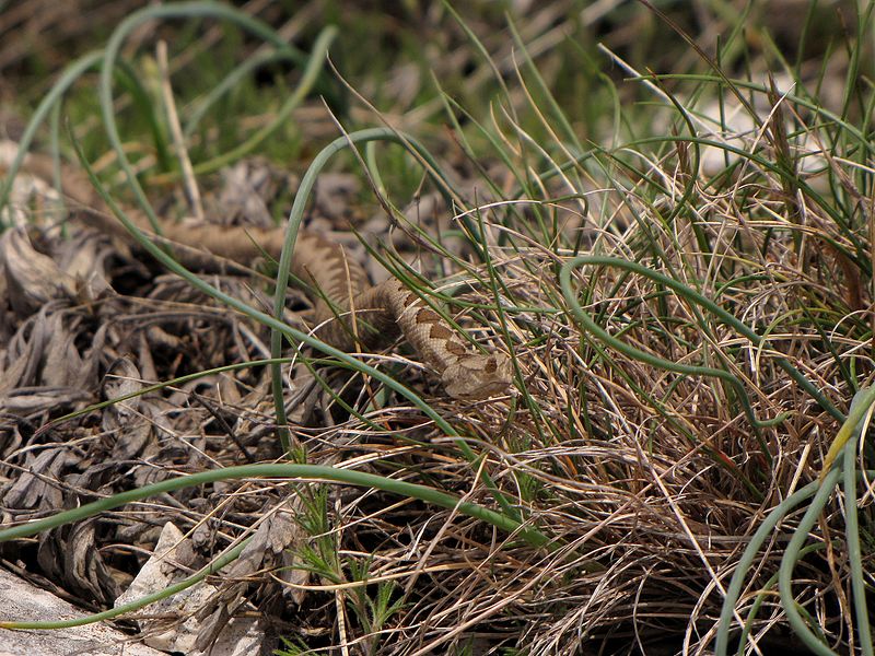 File:Vipera ammodytes - poskok, mladunac.jpg